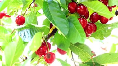 olgun kiraz Bahçe ağaç dallarında fırçalar