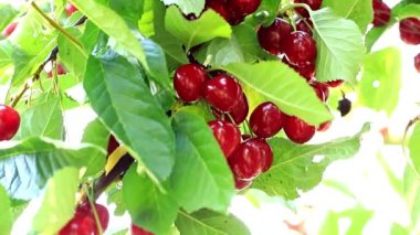 olgun kiraz Bahçe ağaç dallarında fırçalar