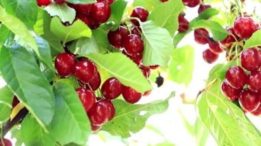 olgun kiraz Bahçe ağaç dallarında fırçalar