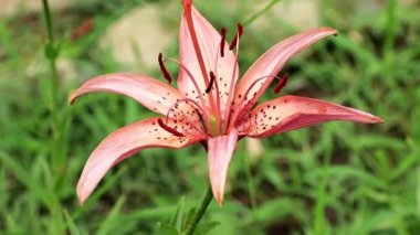 bahar bahçe güzel çiçek lily dekorasyon yazlık bir unsuru olarak