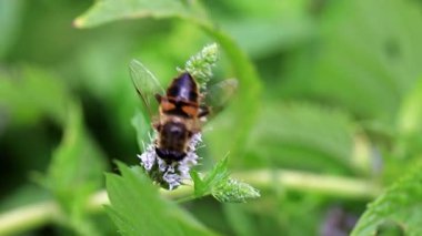 büyük bir arı Bahçe Nane Nane çiçeklerden nektar toplar