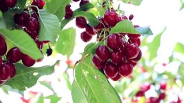 bir bahçe ağaç dalları üzerinde olgun Kırmızı Kiraz hasat