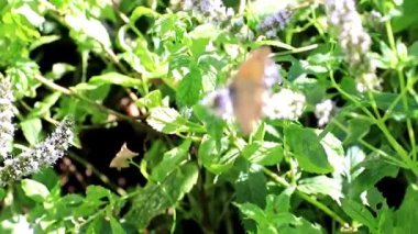 güzel küçük bir kelebek bir nane bitkinin dalları üzerinde