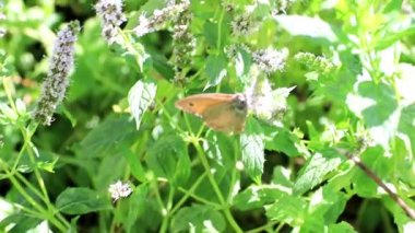 güzel küçük bir kelebek bir nane bitkinin dalları üzerinde