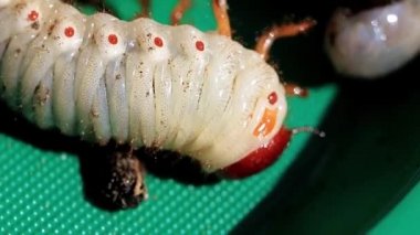 büyük bir bahçe zararlı olarak plastik tabakta cockchafer larvaları