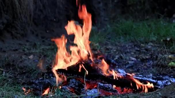 Parlak Ateş Alev Kömür Vahşi Üzerinde — Stok video