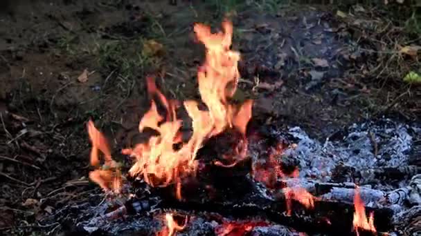 Feu Vif Flamme Sur Charbon Bois Dans Nature — Video