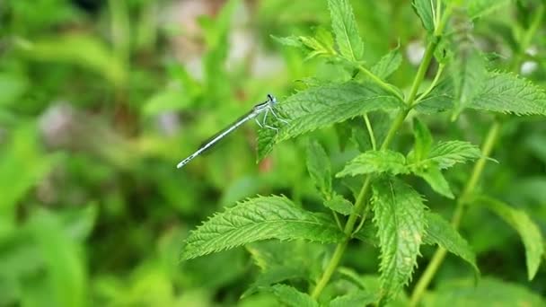 Μια Μικρή Όμορφη Dragonfly Πάνω Ένα Κλαδί Ενός Φυτού Κήπος — Αρχείο Βίντεο