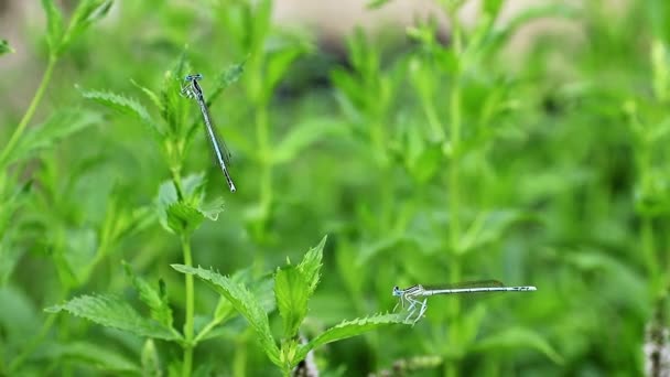 Una Pequeña Libélula Hermosa Una Rama Una Planta Menta Jardín — Vídeos de Stock