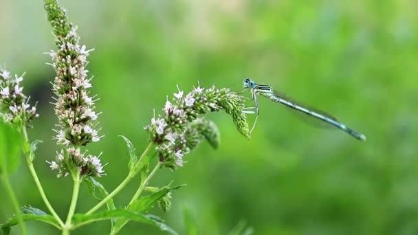 Una Pequeña Libélula Hermosa Una Rama Una Planta Menta Jardín — Vídeo de stock