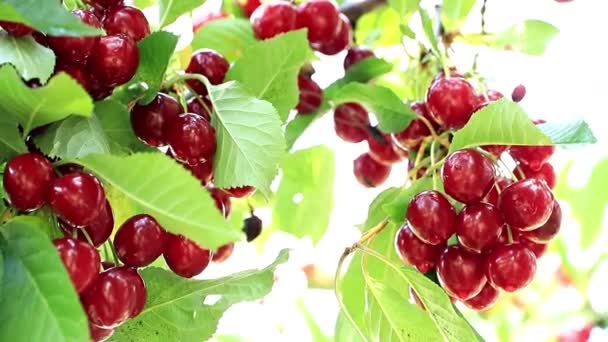 Pinceaux Cerises Mûres Sur Les Branches Arbre Jardin — Video