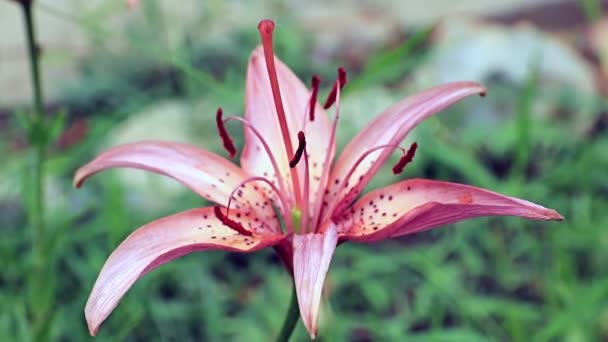 Frühling Garten Schöne Blume Lilie Als Element Der Dekoration Hütte — Stockvideo