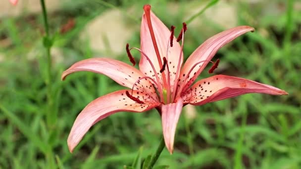 Frühling Garten Schöne Blume Lilie Als Element Der Dekoration Hütte — Stockvideo