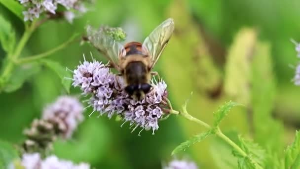 Μια Μεγάλη Μέλισσα Συλλέγει Νέκταρ Από Λουλούδια Του Κήπου Μέντα — Αρχείο Βίντεο