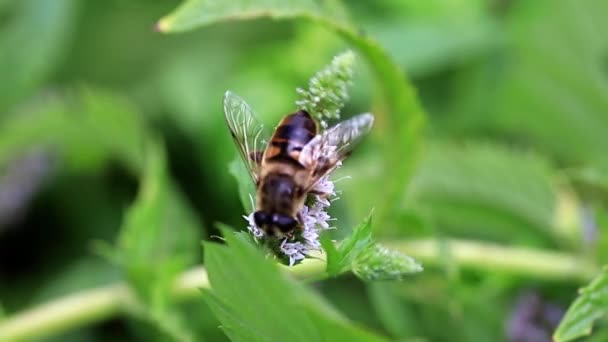 Stor Biet Samlar Nektar Från Blommorna Pepparmynta Trädgård Mynta — Stockvideo