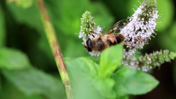 Большая Пчела Собирает Нектар Цветов Мяты — стоковое видео