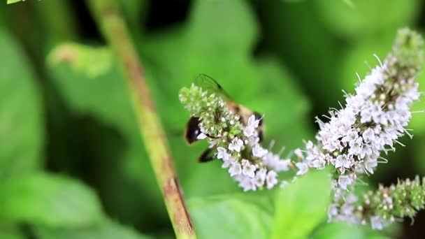 Velká Včela Sbírá Nektar Květů Zahradní Máty Peprné — Stock video