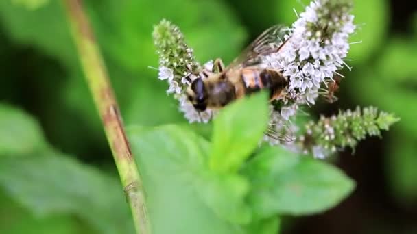 Una Gran Abeja Recoge Néctar Las Flores Menta Jardín Menta — Vídeo de stock