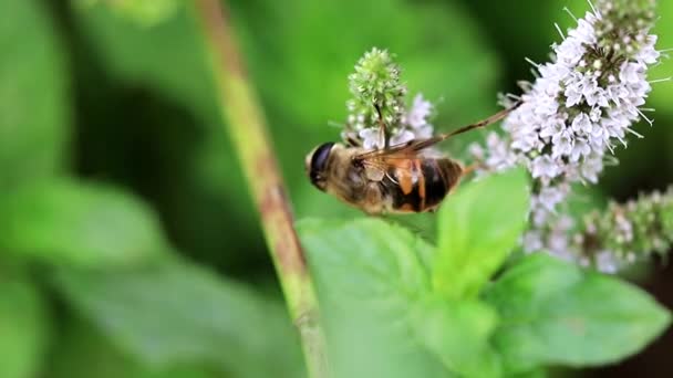 Uma Grande Abelha Coleta Néctar Das Flores Hortelã Pimenta Hortelã — Vídeo de Stock