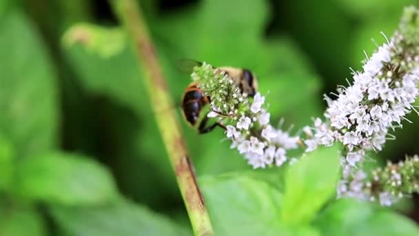 Velká Včela Sbírá Nektar Květů Zahradní Máty Peprné — Stock video