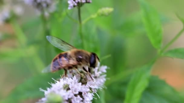 大きな蜂がペパーミント庭のミントの花から蜜を収集します — ストック動画