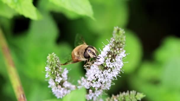 Large Bee Collects Nectar Flowers Peppermint Garden Mint — Stock Video