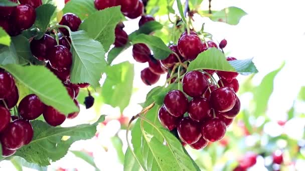 在花园树的树枝上收获成熟的红色樱桃 — 图库视频影像