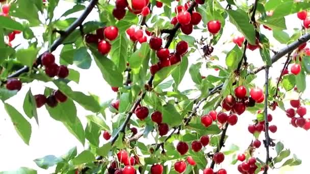 Cosecha Cerezas Rojas Maduras Las Ramas Árbol Jardín — Vídeo de stock