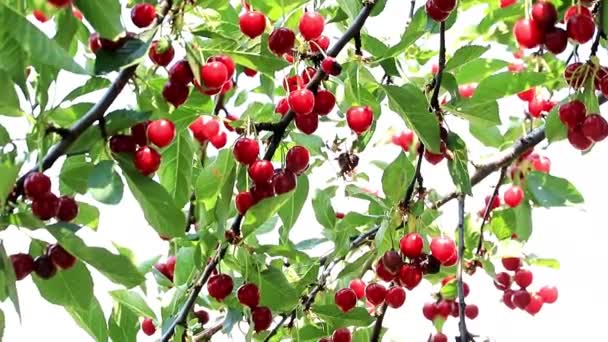 Colheita Cerejas Vermelhas Maduras Nos Ramos Uma Árvore Jardim — Vídeo de Stock