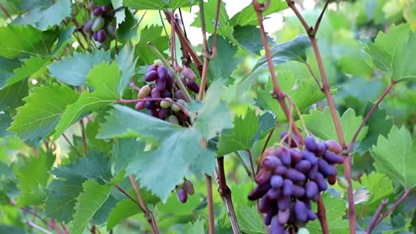 Beautiful Ripe Bunch Grapes Leaves — Stock Video