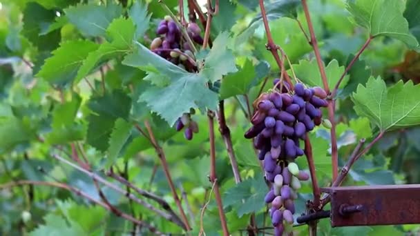葉の間でブドウの美しい熟した房 — ストック動画