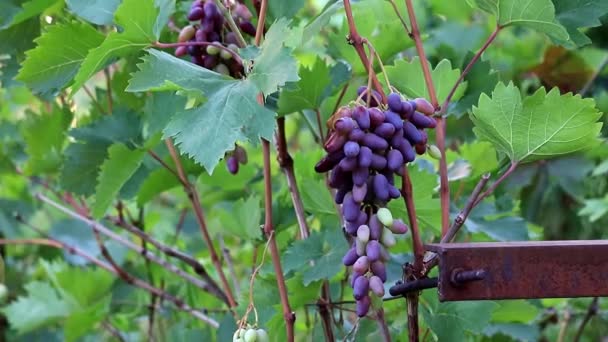 Красивый Спелый Виноград Среди Листьев — стоковое видео