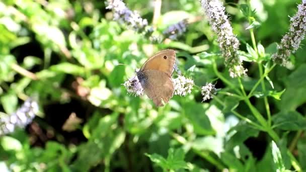 Borboleta Pequena Encantadora Nos Ramos Uma Planta Hortelã Pimenta — Vídeo de Stock