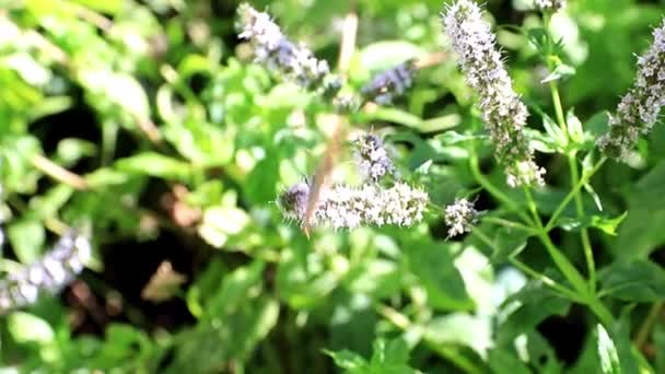Όμορφη Μικρή Πεταλούδα Στα Κλαδιά Ενός Φυτού Μέντας — Αρχείο Βίντεο