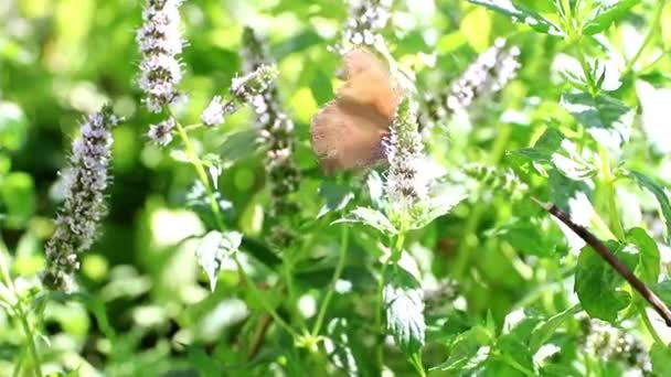 Borboleta Pequena Encantadora Nos Ramos Uma Planta Hortelã Pimenta — Vídeo de Stock