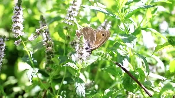 Mooie Kleine Vlinder Takken Van Een Pepermunt Plant — Stockvideo