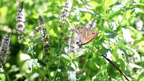 ペパーミントの植物の枝に小さな蝶の素敵です — ストック動画