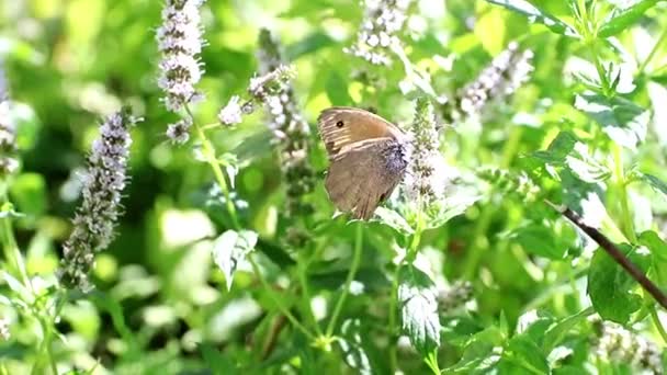 Güzel Küçük Bir Kelebek Bir Nane Bitkinin Dalları Üzerinde — Stok video