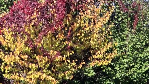 Outono Paisagem Com Folhas Coloridas Uvas Selvagens — Vídeo de Stock