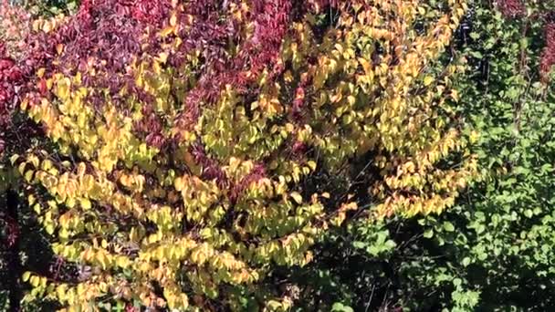 Paisaje Otoñal Con Hojas Coloridas Uvas Silvestres — Vídeo de stock