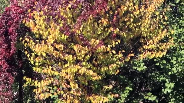 Осенний Пейзаж Разноцветными Листьями Дикого Винограда — стоковое видео