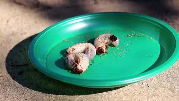 Büyük Bir Bahçe Zararlı Olarak Plastik Tabakta Cockchafer Larvaları — Stok video