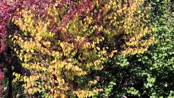 Jesienny Krajobraz Kolorowe Liście Dzikich Winogron — Wideo stockowe