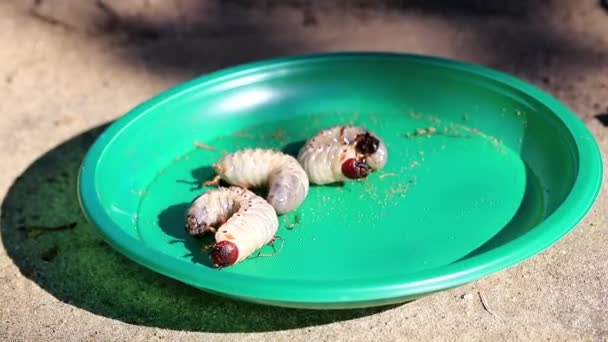 Larvas Grandes Cockchafer Uma Placa Plástica Como Uma Praga Jardim — Vídeo de Stock
