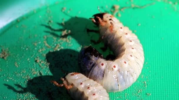 Große Larven Des Maikäfers Auf Einem Plastikteller Als Gartenschädling — Stockvideo