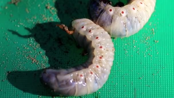 Larvas Grandes Del Cockchafer Una Placa Plástica Como Plaga Del — Vídeo de stock