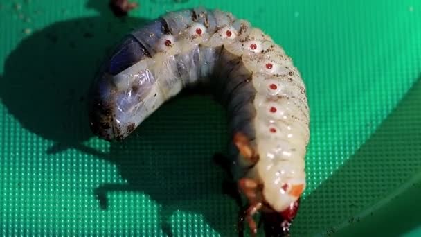 Large Larvae Cockchafer Plastic Plate Garden Pest — Stock Video