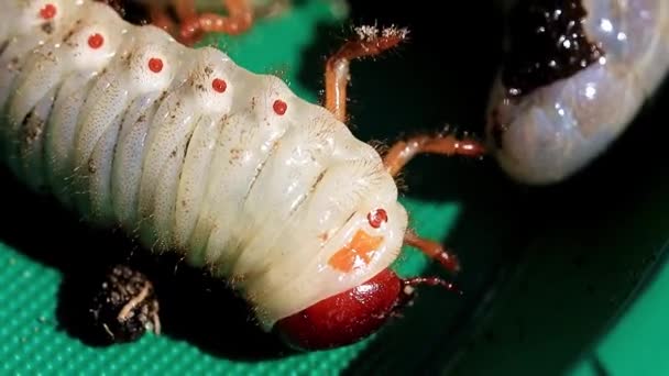 庭の害虫としてプラスチック板に Cockchafer の大型幼虫 — ストック動画