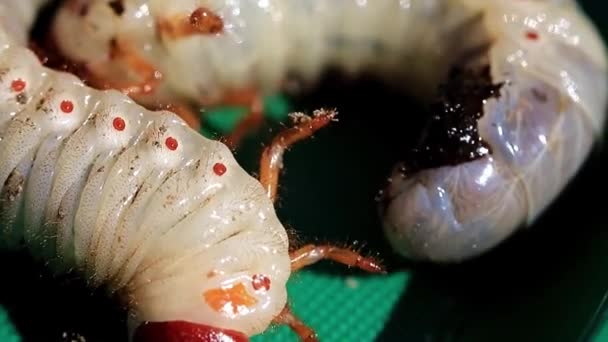 Grosses Larves Cockchafer Sur Une Plaque Plastique Comme Ravageur Jardin — Video