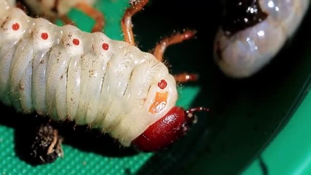 庭の害虫としてプラスチック板に Cockchafer の大型幼虫 — ストック動画